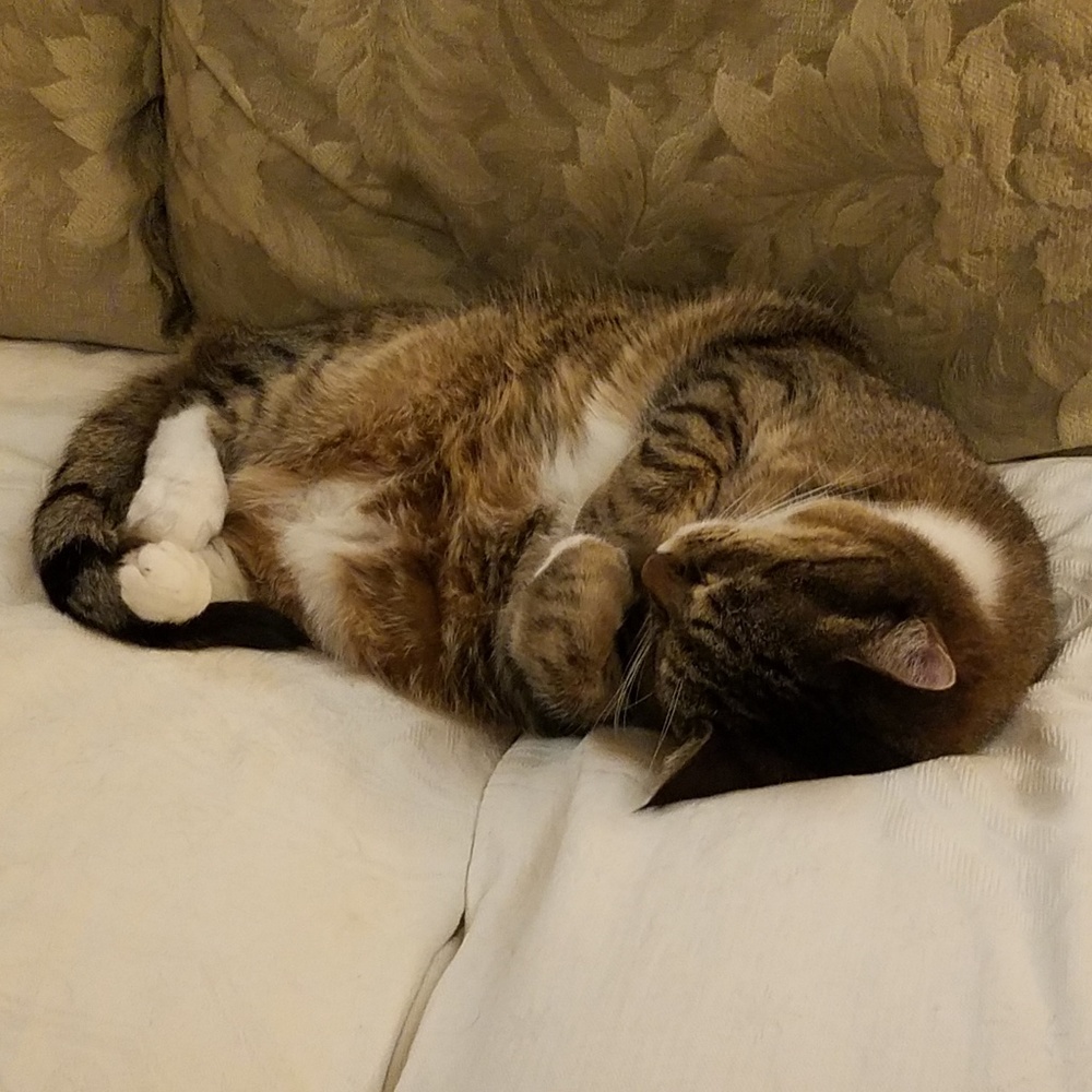 Meet your Posher, Donna